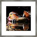 Male Mandarin Duck 2 Framed Print