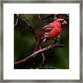 Male Northern Cardinal Framed Print