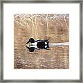 Male Northern Shoveler Framed Print