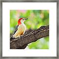 Male Red-bellied Woodpecker Framed Print