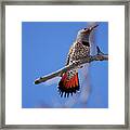 Male Red Shafted Northern Flicker Framed Print
