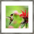 Male Ruby-throated Hummingbird Hovering Near Flowers Framed Print