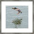Mallard Drake Coming In For A Landing On The Ohio Framed Print