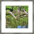 Mallard Duck Framed Print