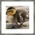 Mallard Duckling Framed Print