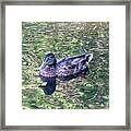 Mallard Monet Framed Print