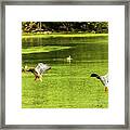 Mallard Pair Landing Framed Print