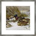 Mallards In The Winter Landscape By Thorburn Framed Print