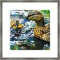 Mama And Chick Framed Print