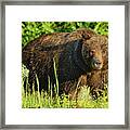 Mama Bear Framed Print