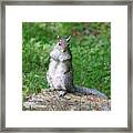 Mama Squirrel Framed Print