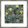 Mammillaria Framed Print