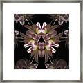 Mandala Amarylis Framed Print