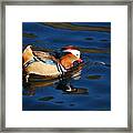 Mandarin Duck 20131218_296 Framed Print