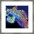 Mandarin Fish Framed Print