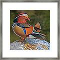 Mandarin Framed Print