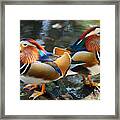 Mandarin Duck Double Shot Framed Print