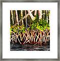Mangrove At Gumbo Limbo Framed Print