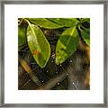 Mangrove Spider Web Framed Print