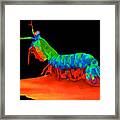 Mantis Shrimp On Black Framed Print