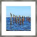 Many Seagulls Are Sitting On Stakes In The Baltic Sea Framed Print
