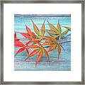 Maple Colors Framed Print