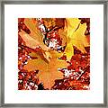 Maple Leaf Bower Framed Print