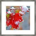 Maple Leaf With Snow Framed Print