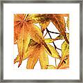 Maple Leaves Framed Print