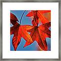 Maple Leaves In The Fall Framed Print