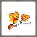 Maple Leaves Framed Print