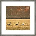 March Of The Geese Framed Print