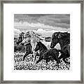 March Of The Mares Framed Print