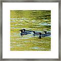 March Of The Mergansers Framed Print