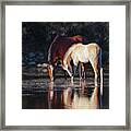 Mare And Colt Reflection Framed Print