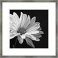 Marguerite Daisy Framed Print