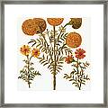 Marigolds, 1613 Framed Print