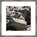 Marmot Yawning Framed Print