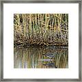 Marsh Bird 2 Framed Print