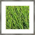 Marsh Grasses Framed Print