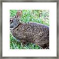 Marsh Rabbit Run Rabbit Framed Print