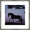 Marwari Horse In Twilight Framed Print