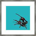 Mating Weevils Framed Print