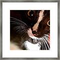 Matt Selfie #cat#selfie #cute #bigeyes Framed Print
