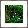 Mckenzie Trail Framed Print