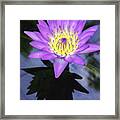 Beautiful Reflection Of Waterlily In A Pond. Framed Print