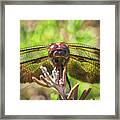 Meadow Hawk Dragonfly 2 Framed Print