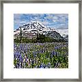 Meadow Of Lupine Near Mount Rainier Framed Print