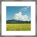 Meadow Of Sunflowers And The San Francisco Peaks Framed Print