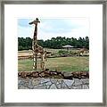 Meadow With The Statue Of The Giraffe 12 Framed Print